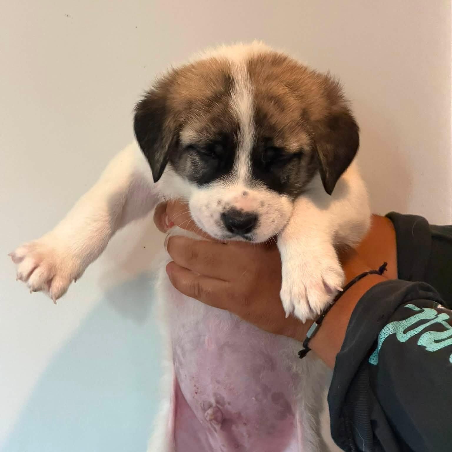 Enlarge Sokka, a ADOPTABLE Anatolian Shepherd in Agua Dulce, CA image 1/1