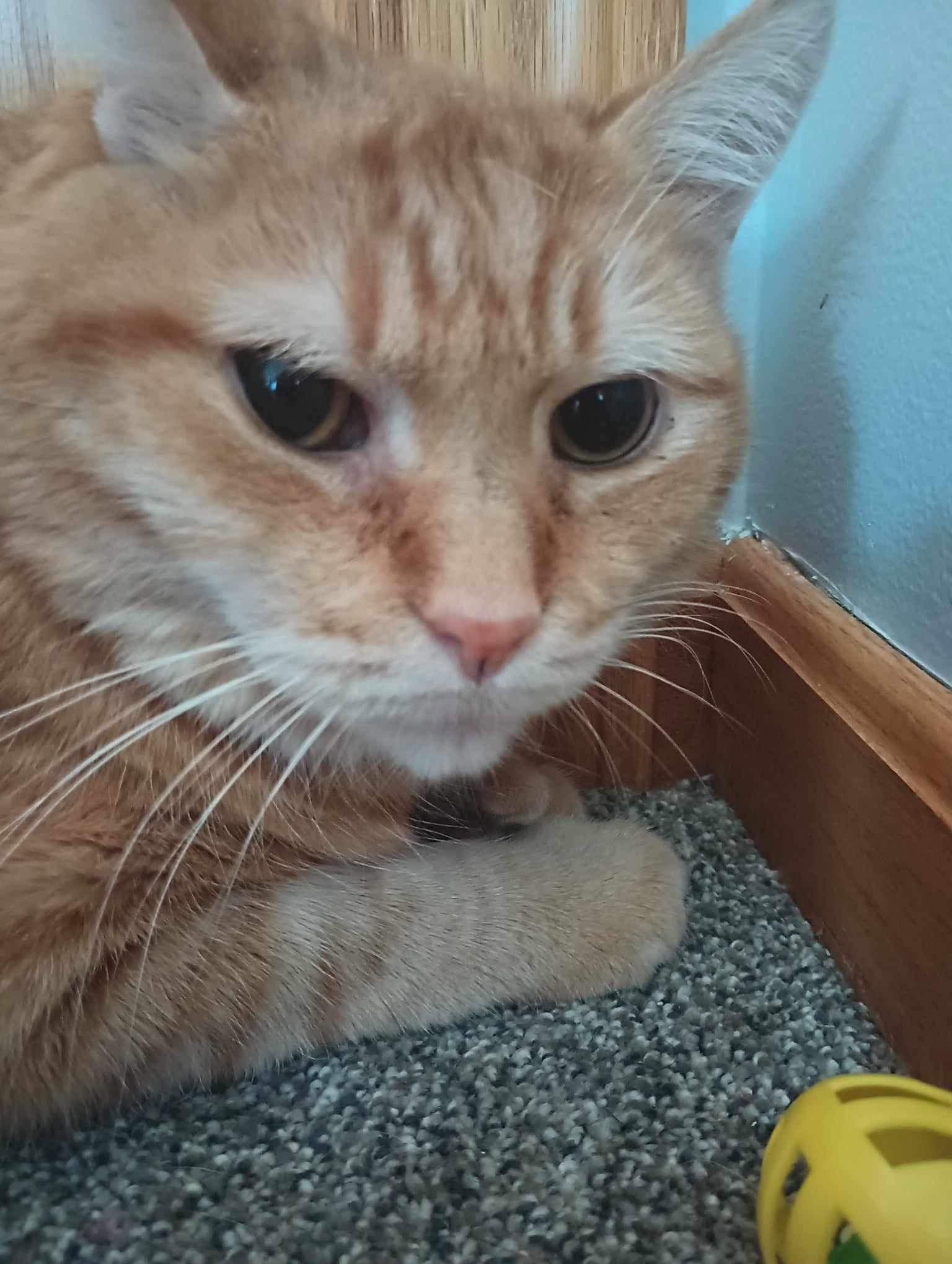 Hubert, Adoptable, Adult Male Domestic Short Hair.