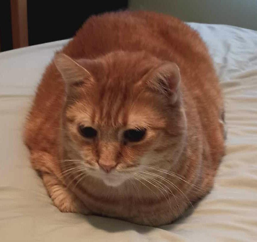 Enlarge Hubert, a Adoptable Domestic Short Hair in Cuyahoga Falls, OH image 2/3