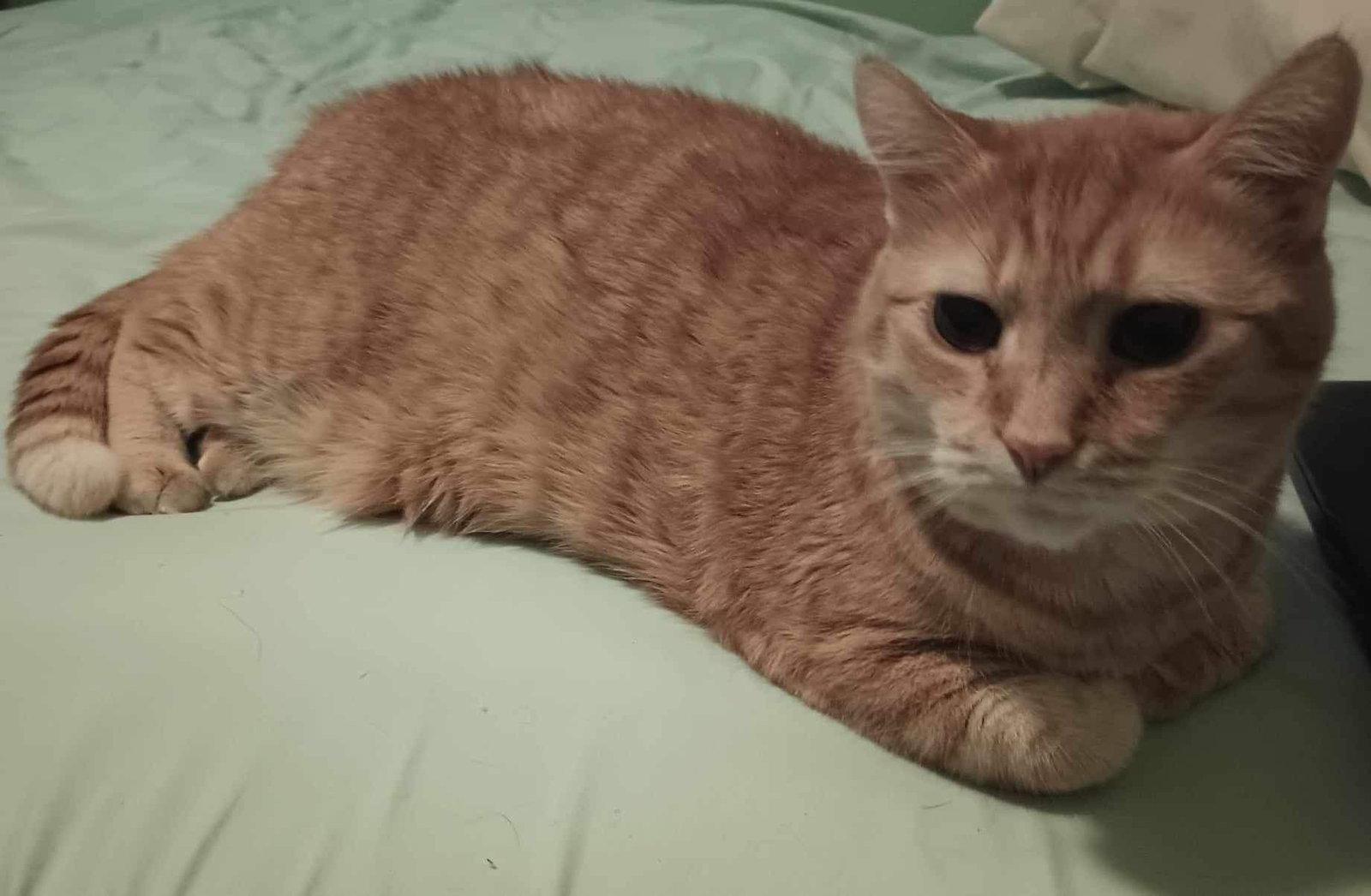 Enlarge Hubert, a Adoptable Domestic Short Hair in Cuyahoga Falls, OH image 3/3