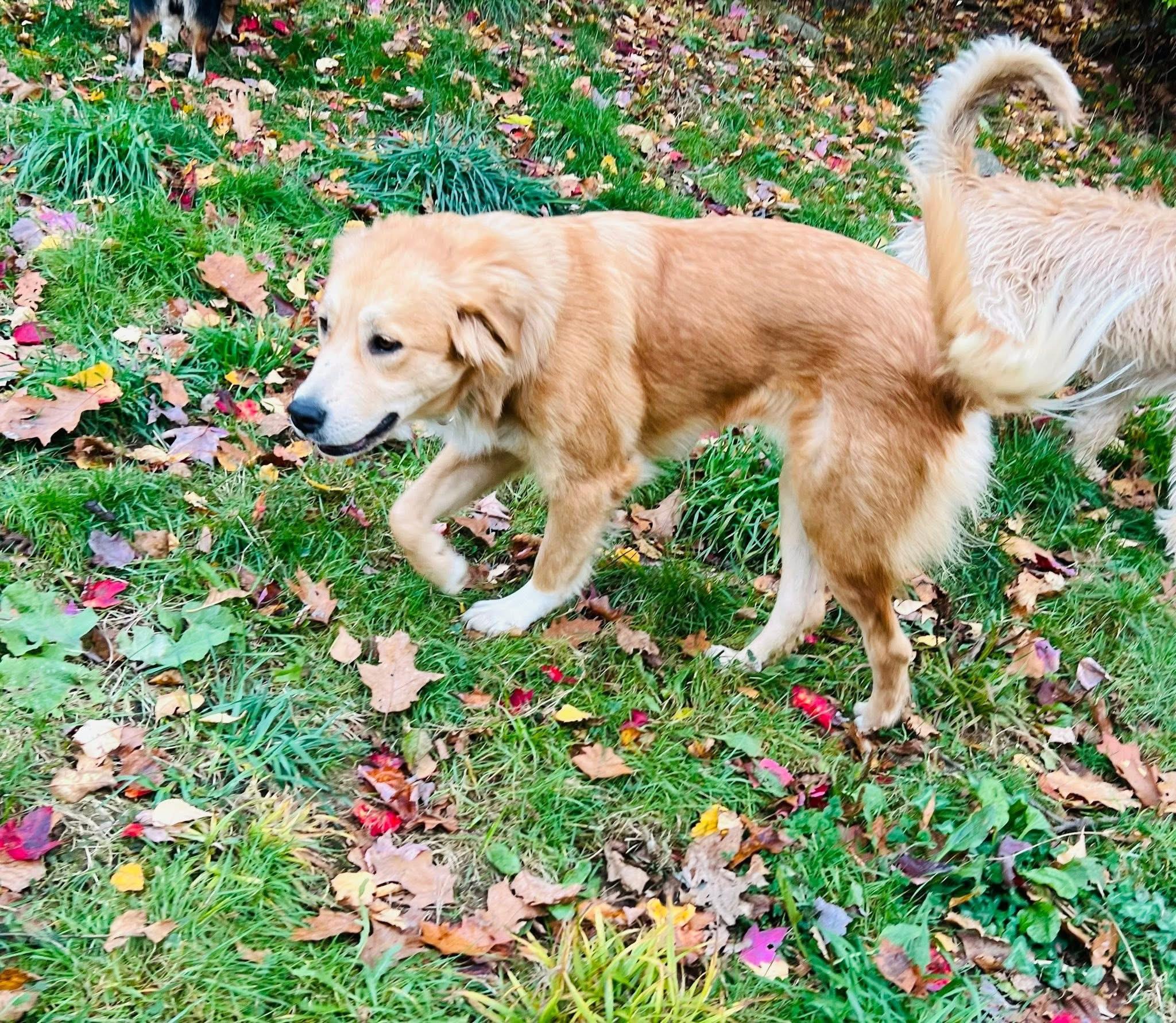 Sunny, Adoptable, Young Female Golden Retriever.