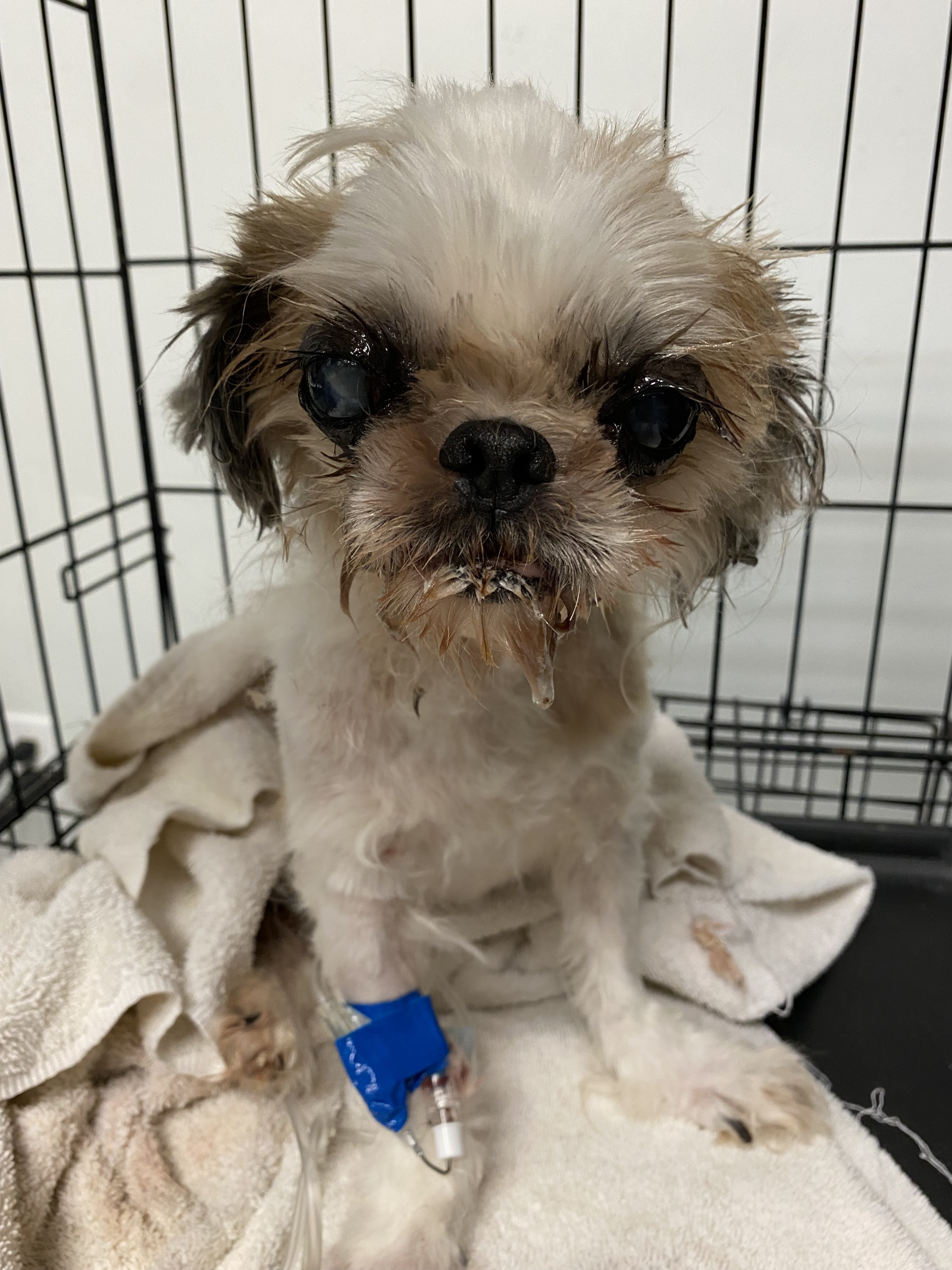 Sheba, Adopted, Adult Female Shih Tzu.