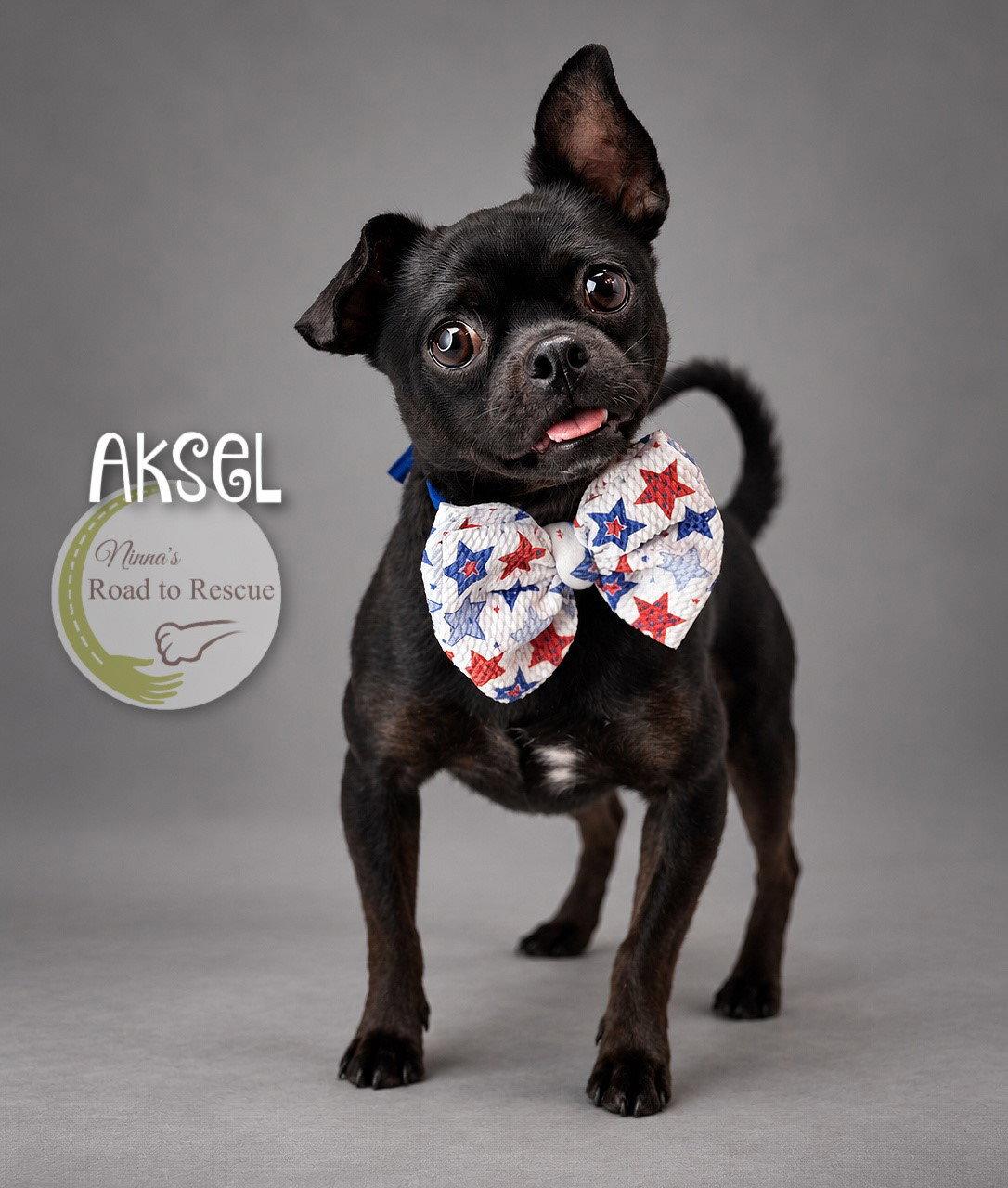 Aksel, Adoptable, Adult Male Pug & Chihuahua.