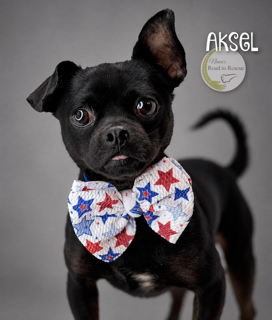 Enlarge Aksel, a Adoptable mixed breed in Benton, LA image 2/2