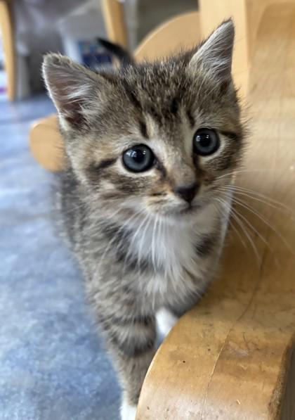 Tinkerbelle, Adoptable, Young Female Domestic Short Hair & Domestic Short Hair.