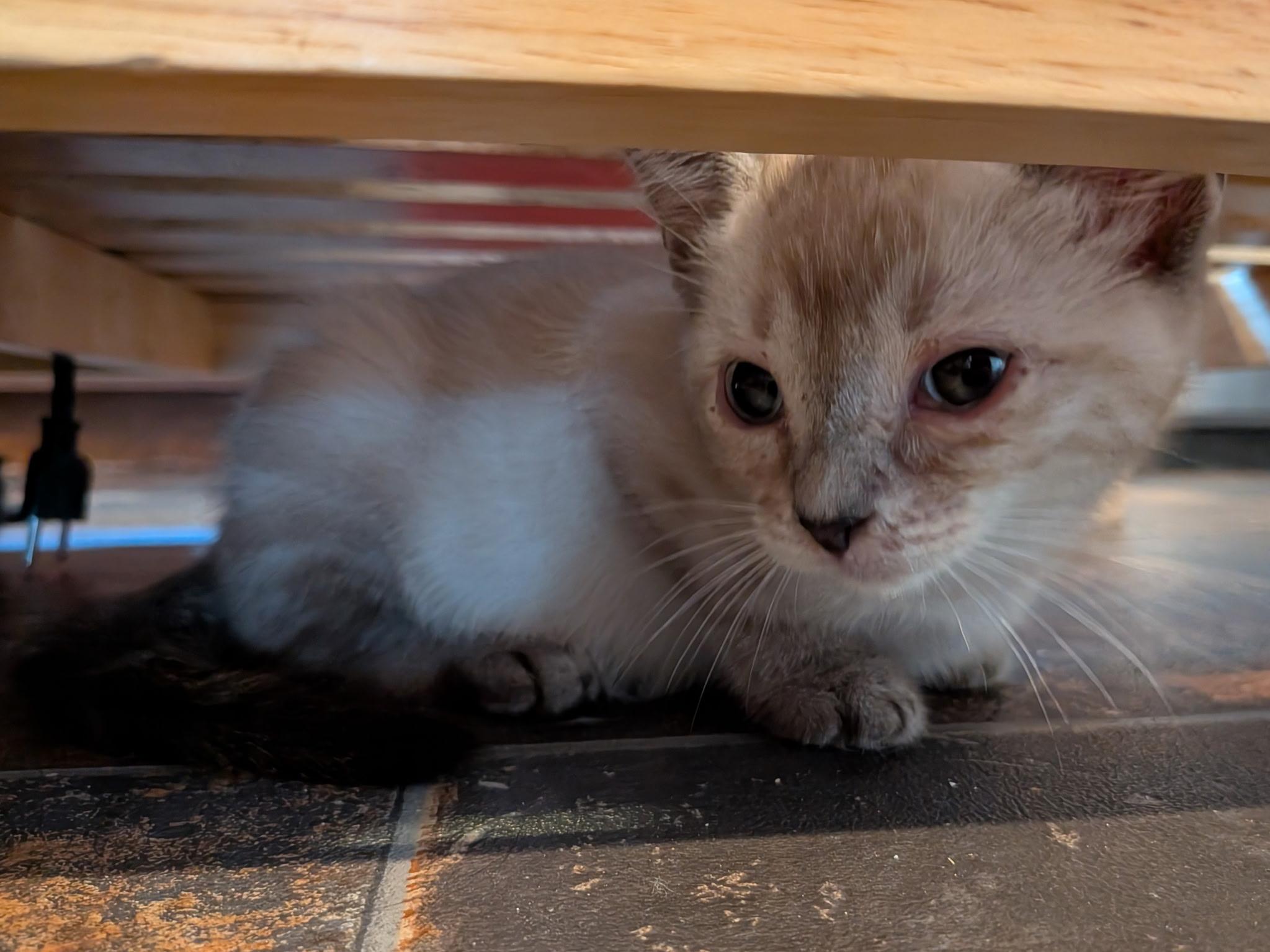 Enlarge Marshmallow, an adopted Domestic Short Hair in Cathlamet, WA image 5/5