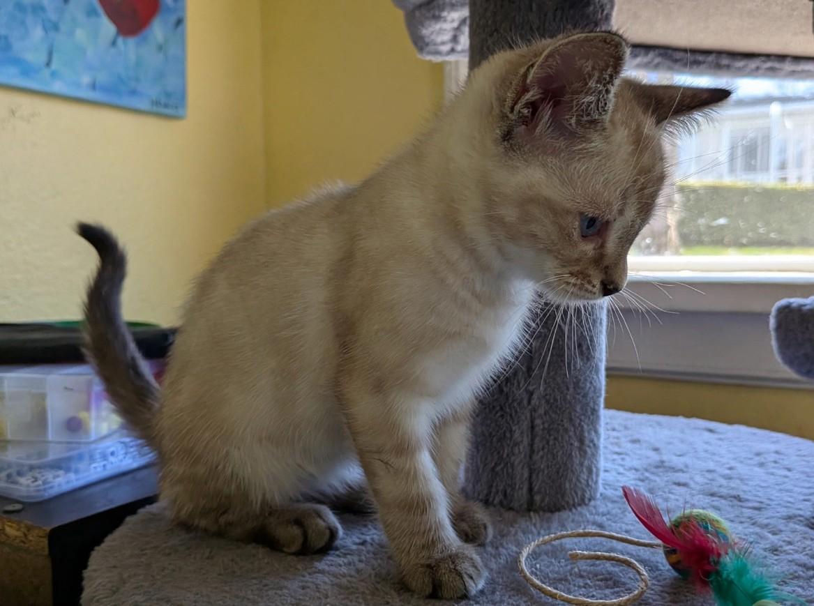 Enlarge Marshmallow, an adopted Domestic Short Hair in Cathlamet, WA image 2/5