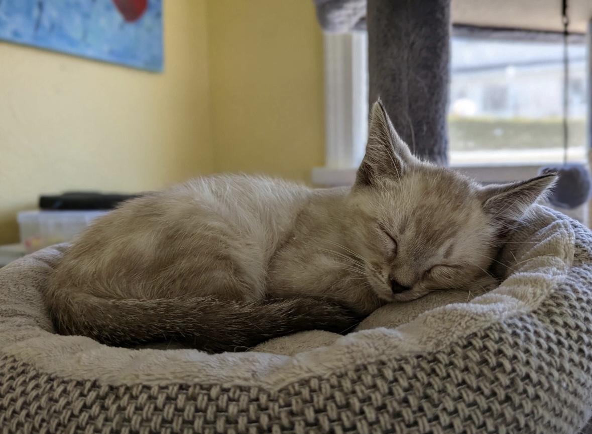 Enlarge Marshmallow, an adopted Domestic Short Hair in Cathlamet, WA image 3/5