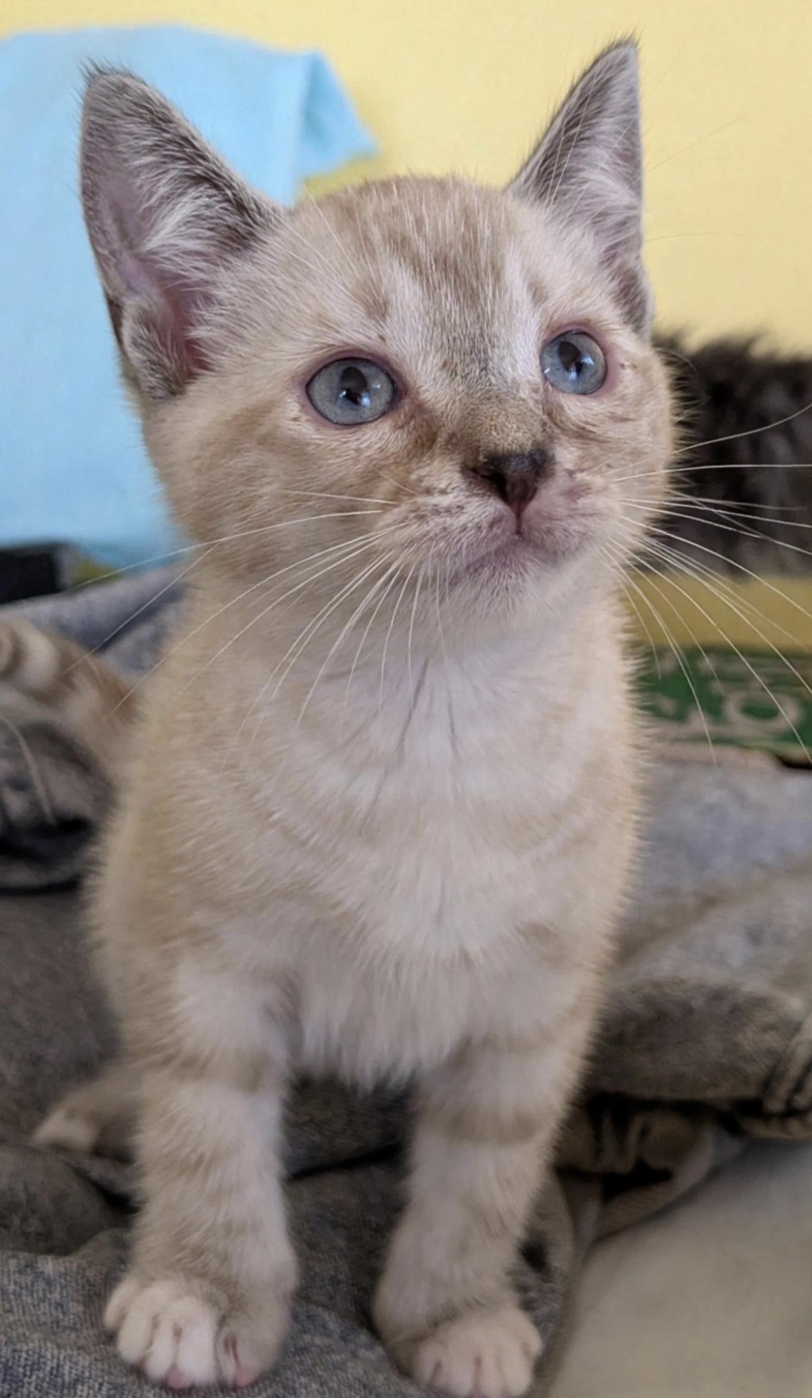 Marshmallow, adopted, Kitten Female Domestic Short Hair.