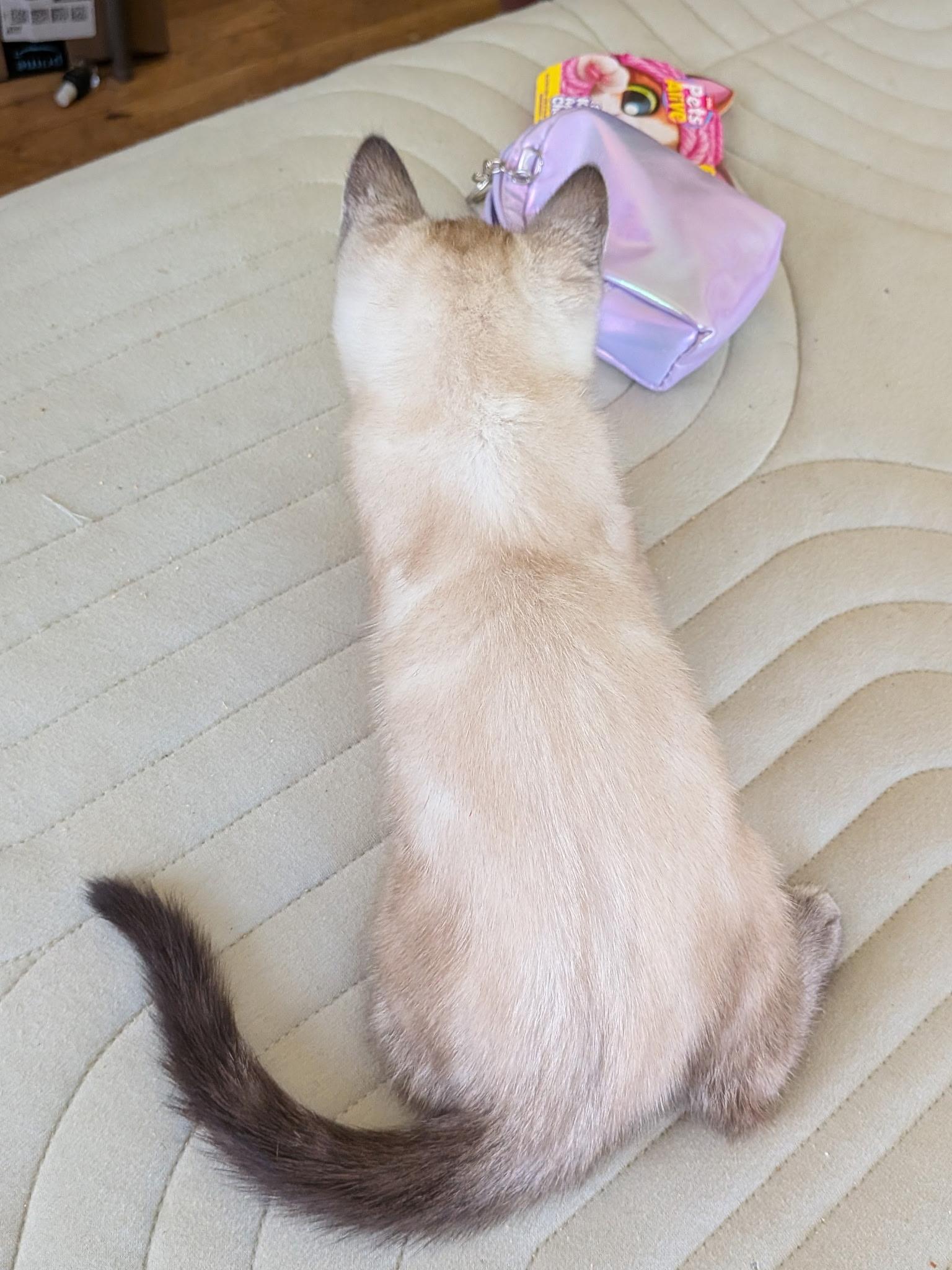 Enlarge Marshmallow, an adopted Domestic Short Hair in Cathlamet, WA image 4/5