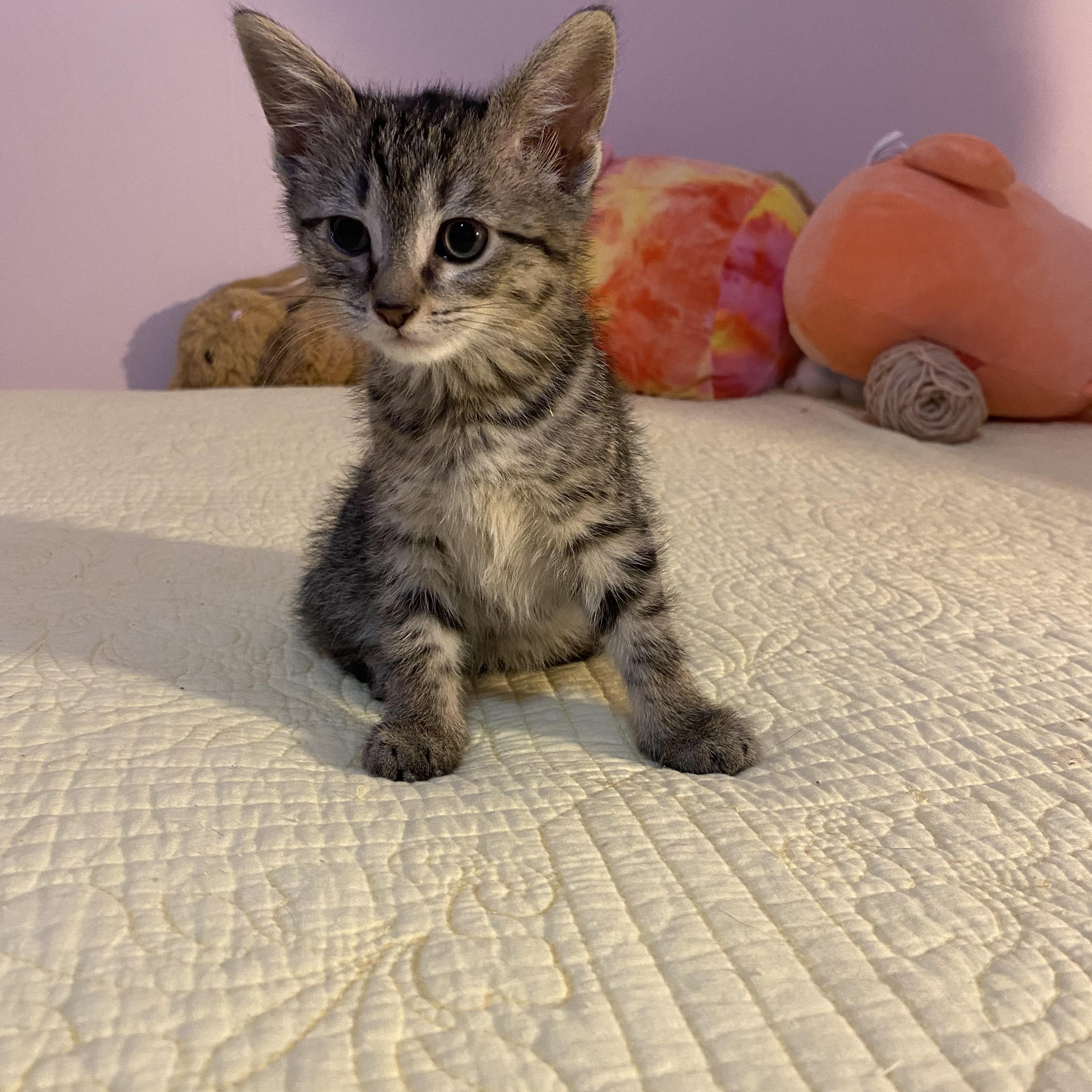 Jade, a ADOPTABLE Domestic Short Hair in Clyde, NC image 2/3