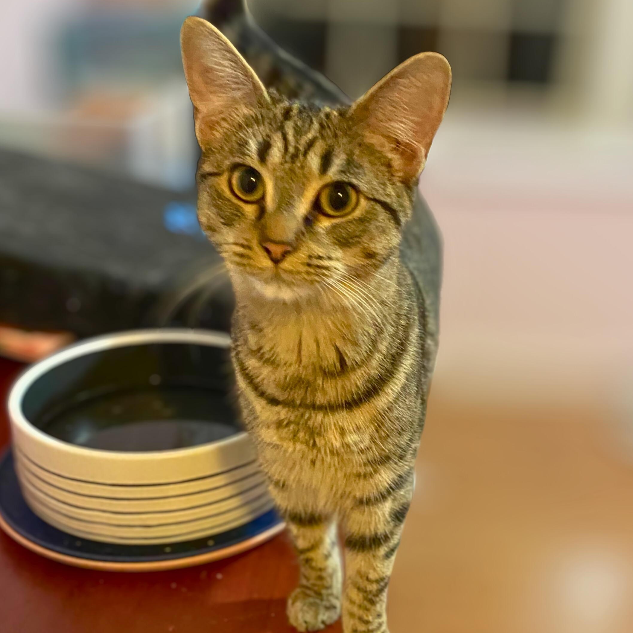 Jade, a ADOPTABLE Domestic Short Hair in Clyde, NC image 1/3