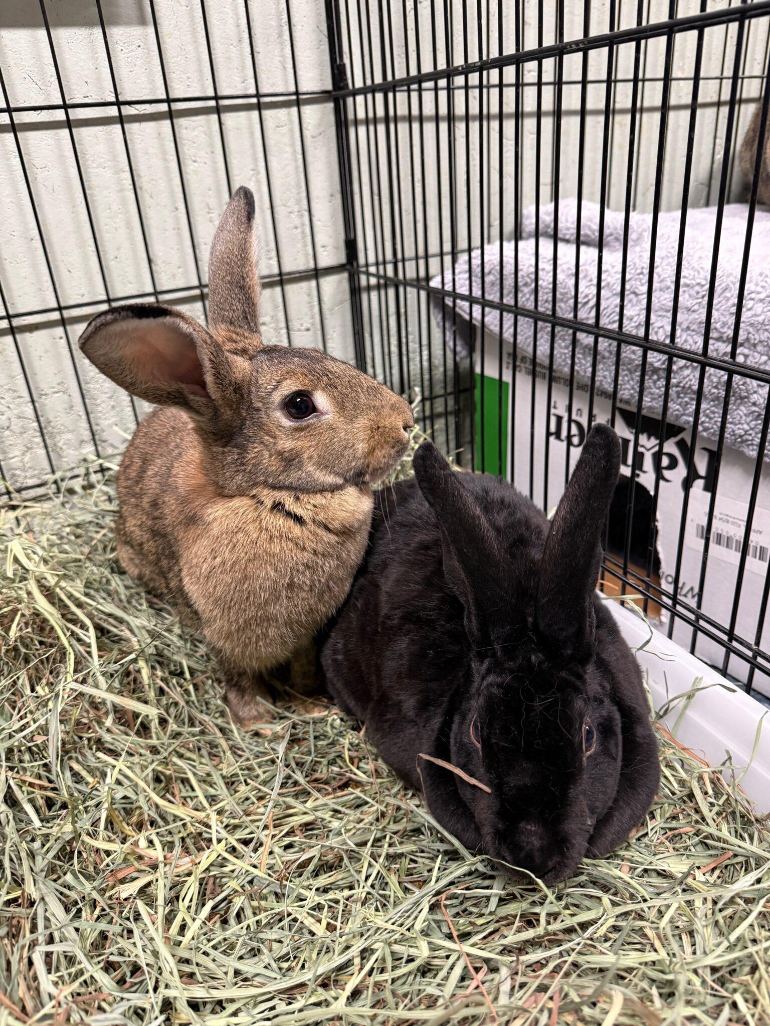 Enlarge Peanut & Brittle (PEN 6), an adopted Bunny Rabbit in LAS VEGAS, NV image 1/1