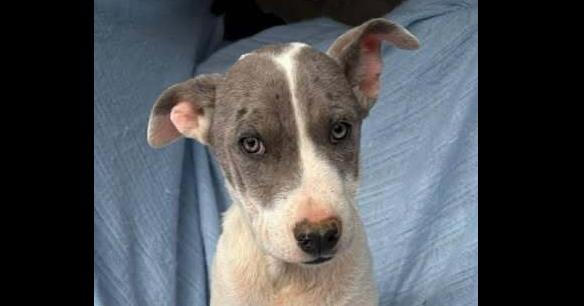 Penbrook, Adoptable, Puppy Male Great Dane & Catahoula Leopard Dog.