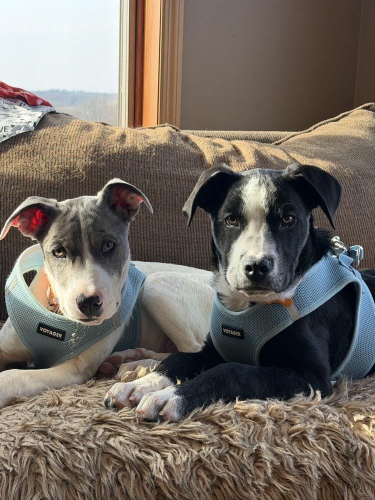 Enlarge Penbrook, a Adoptable mixed breed in Waunakee, WI image 2/6