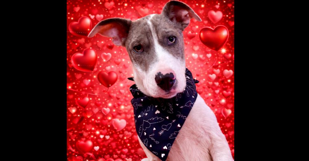 Enlarge Penbrook, a Adoptable mixed breed in Waunakee, WI image 3/6