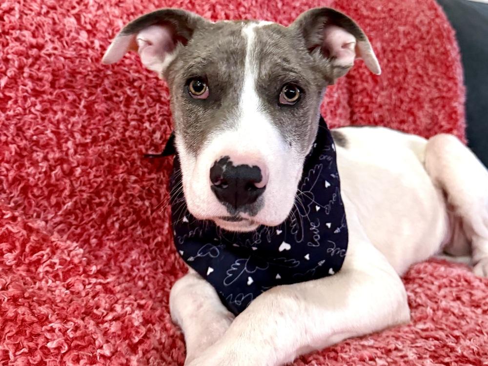 Enlarge Penbrook, a Adoptable mixed breed in Waunakee, WI image 4/6