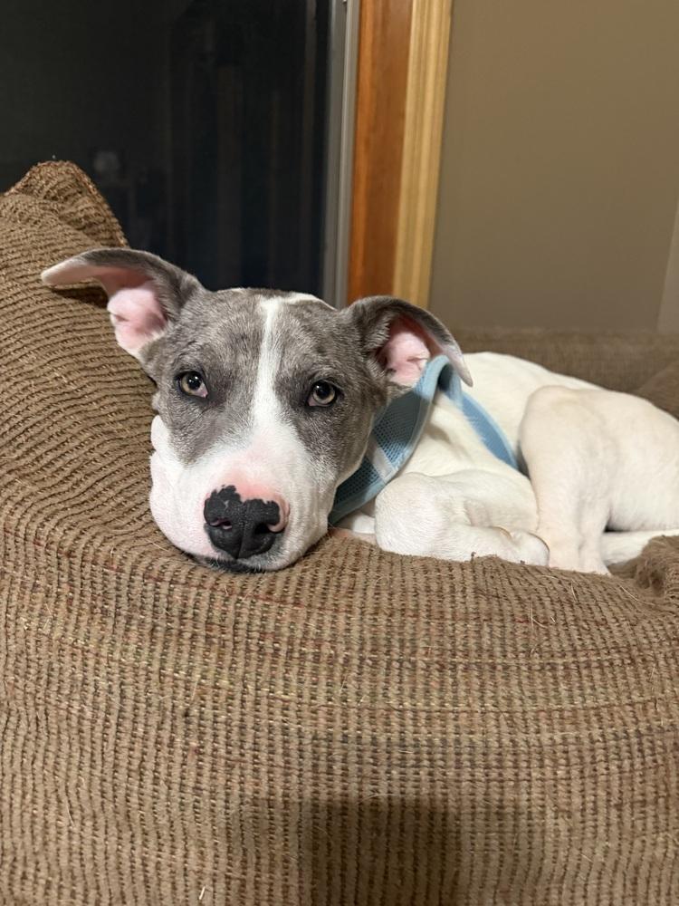 Enlarge Penbrook, a Adoptable mixed breed in Waunakee, WI image 5/6