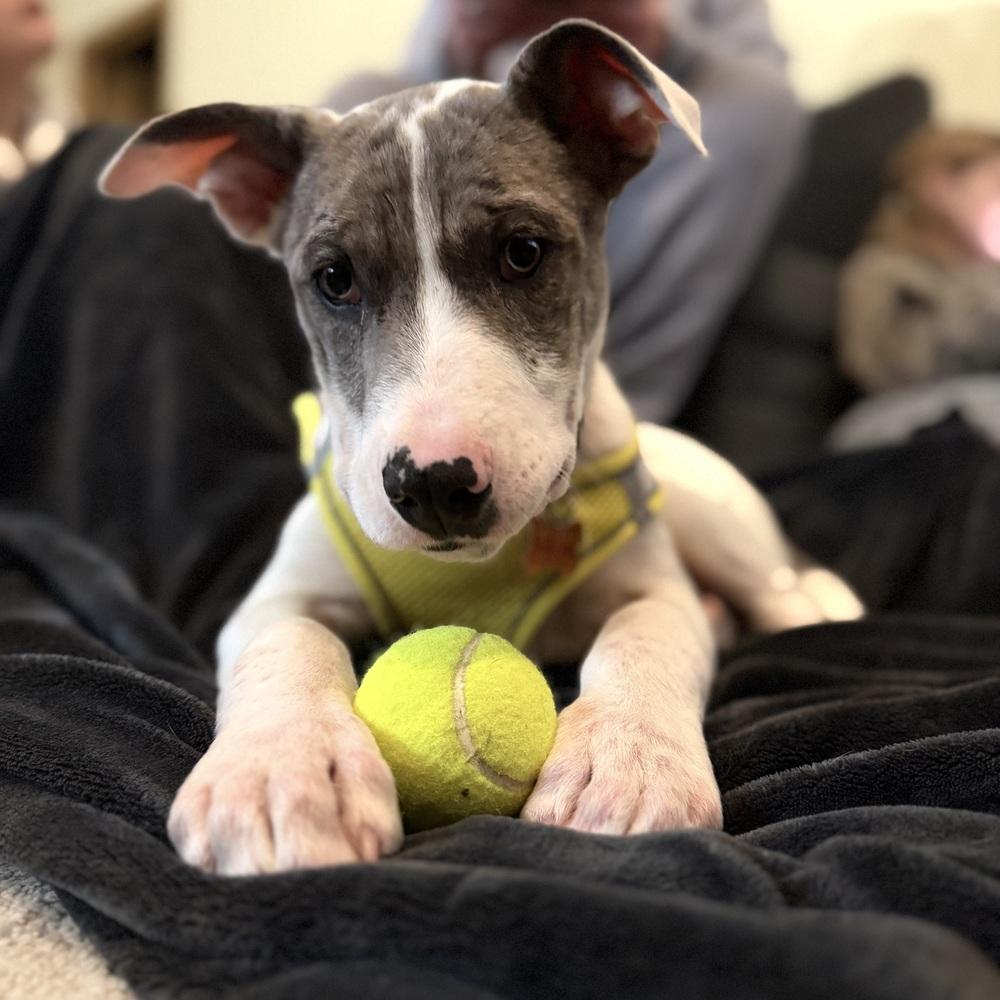 Enlarge Penbrook, a Adoptable mixed breed in Waunakee, WI image 6/6