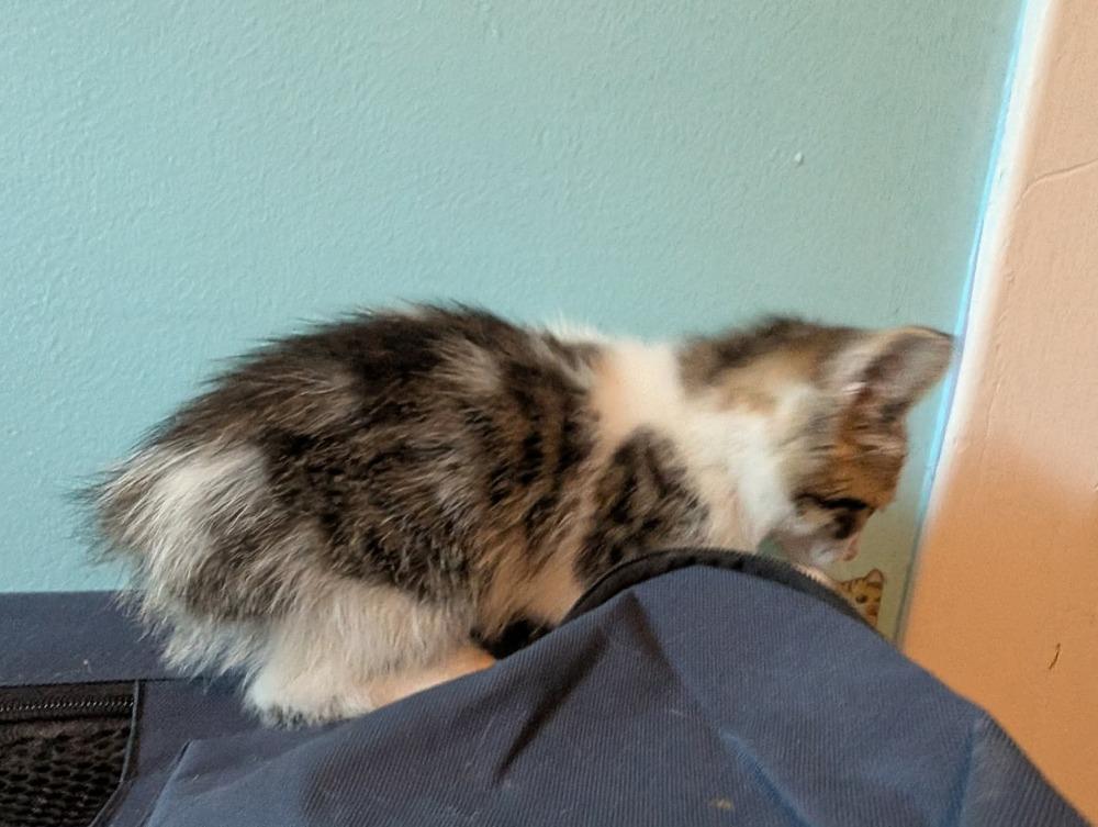 Popsicle, Adoptable, Kitten Female Domestic Medium Hair & Tabby.