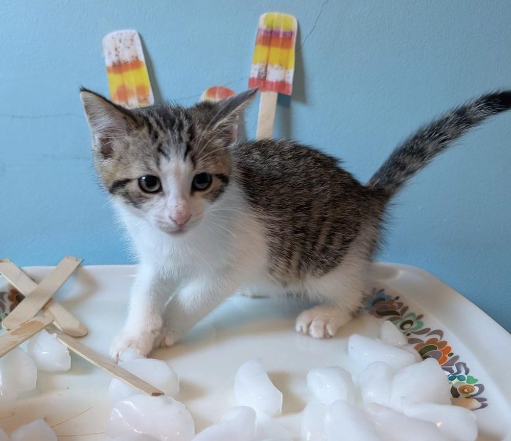 Popsicle, a Adoptable mixed breed in Poplar Grove, IL image 2/3