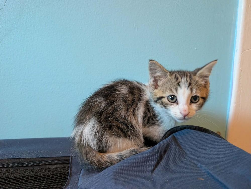 Popsicle, a Adoptable mixed breed in Poplar Grove, IL image 3/3
