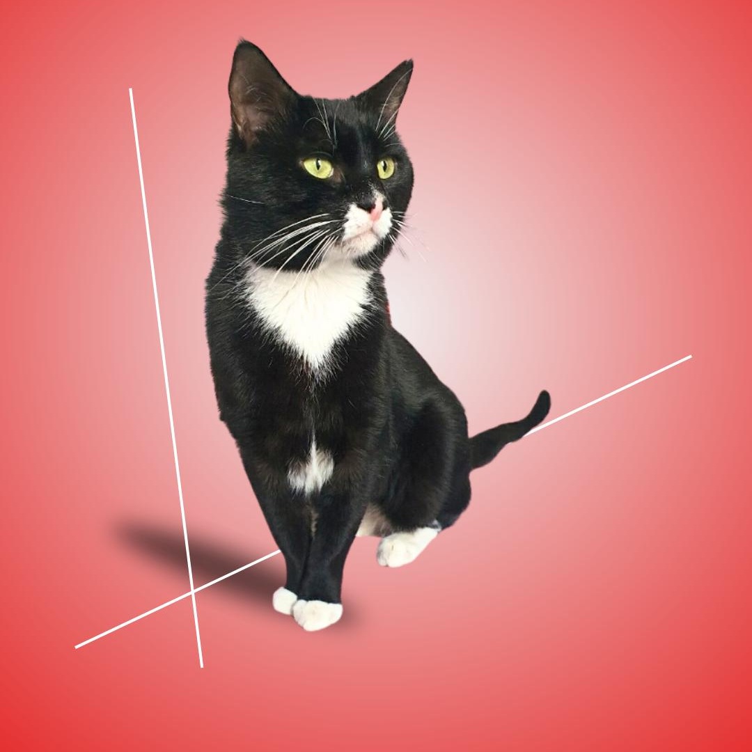 Ramón, ADOPTABLE, Adult Male Domestic Short Hair.