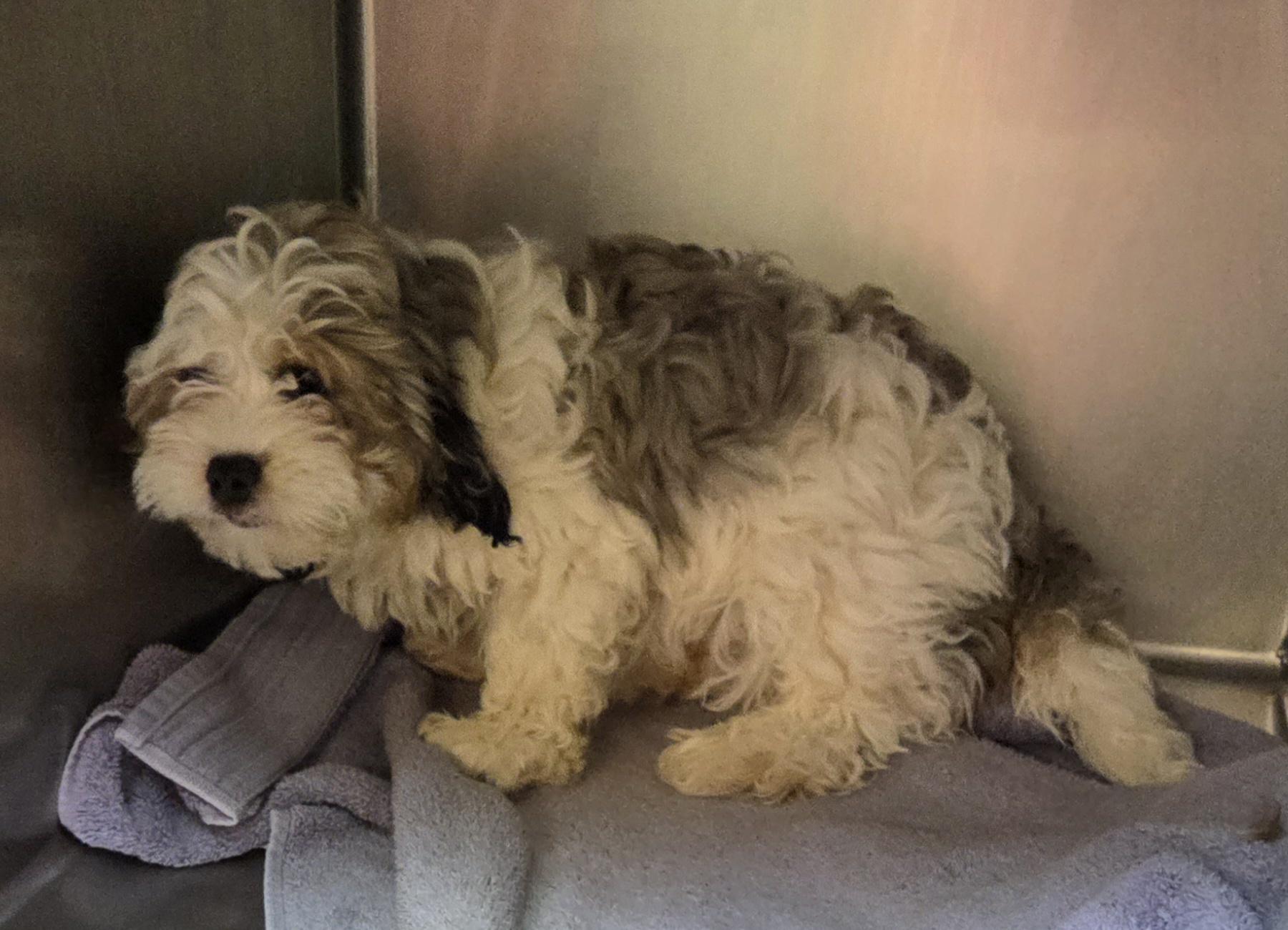 Enlarge Cavapoos, a ADOPTABLE mixed breed in Woodsfield, OH image 3/3