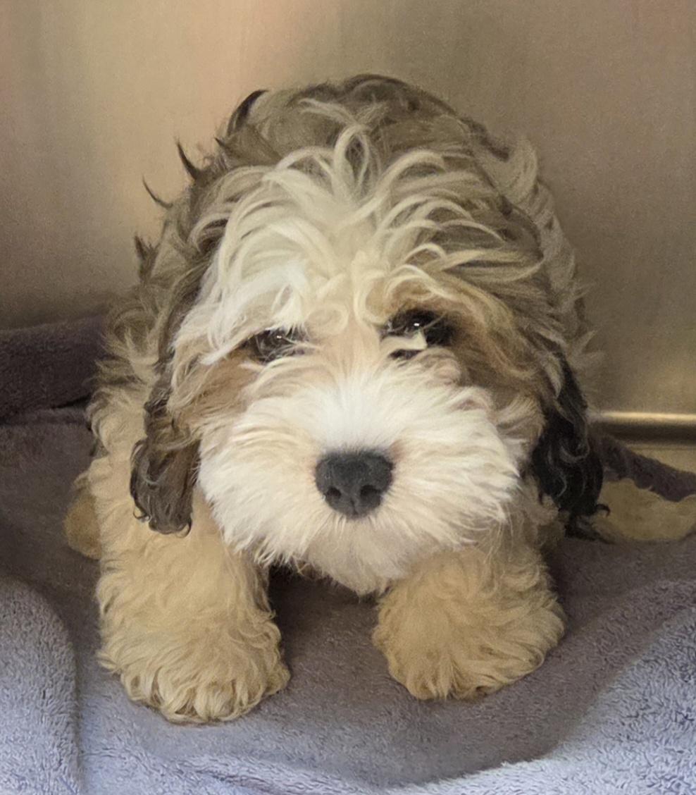 Enlarge Cavapoos, a ADOPTABLE mixed breed in Woodsfield, OH image 2/3
