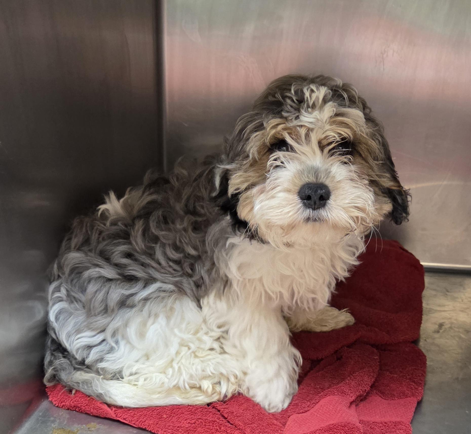 Cavapoos, ADOPTABLE, Puppy Male Cavalier King Charles Spaniel & Miniature Poodle.