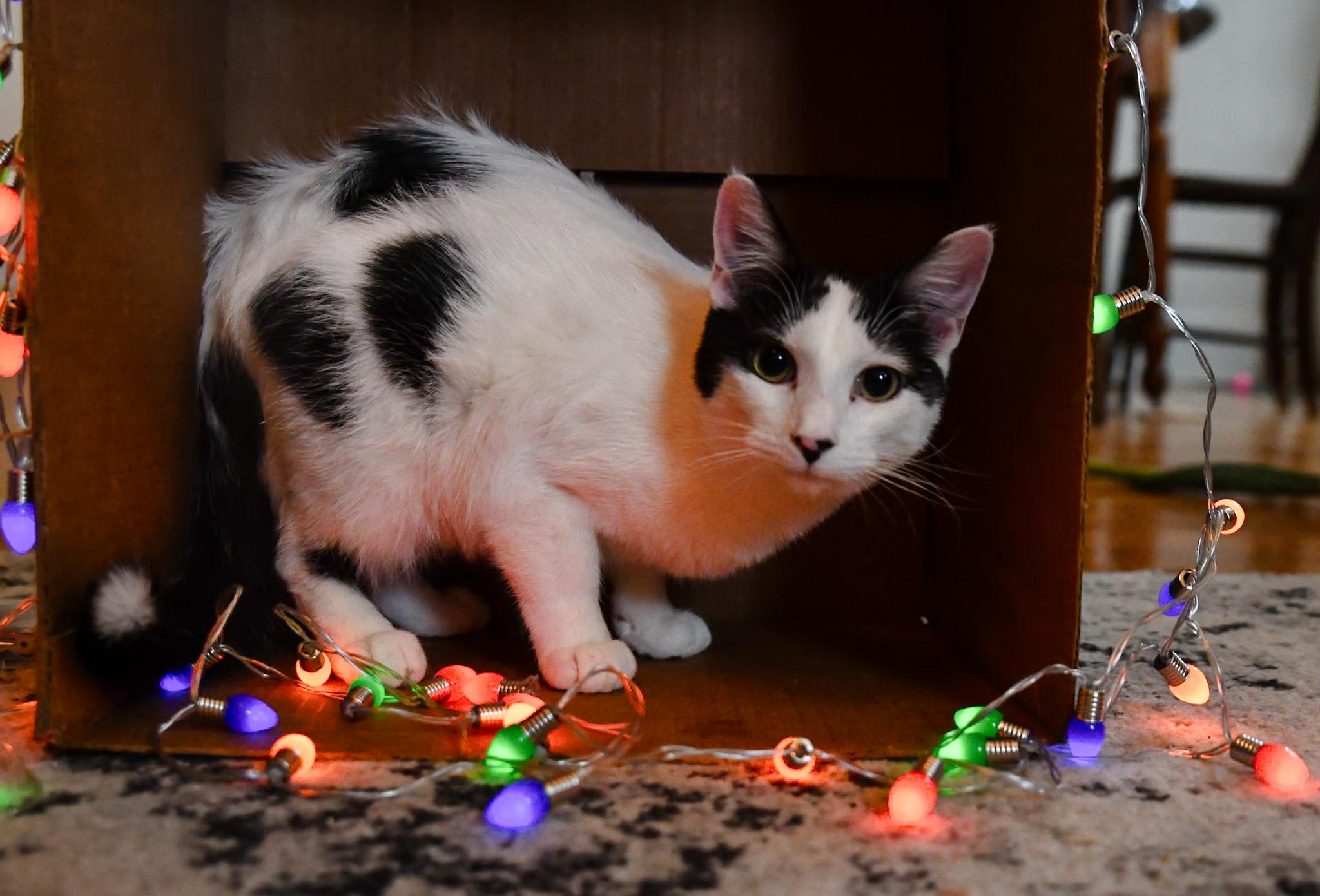 Enlarge Finch, an adopted Domestic Short Hair in Hermitage, PA image 1/5