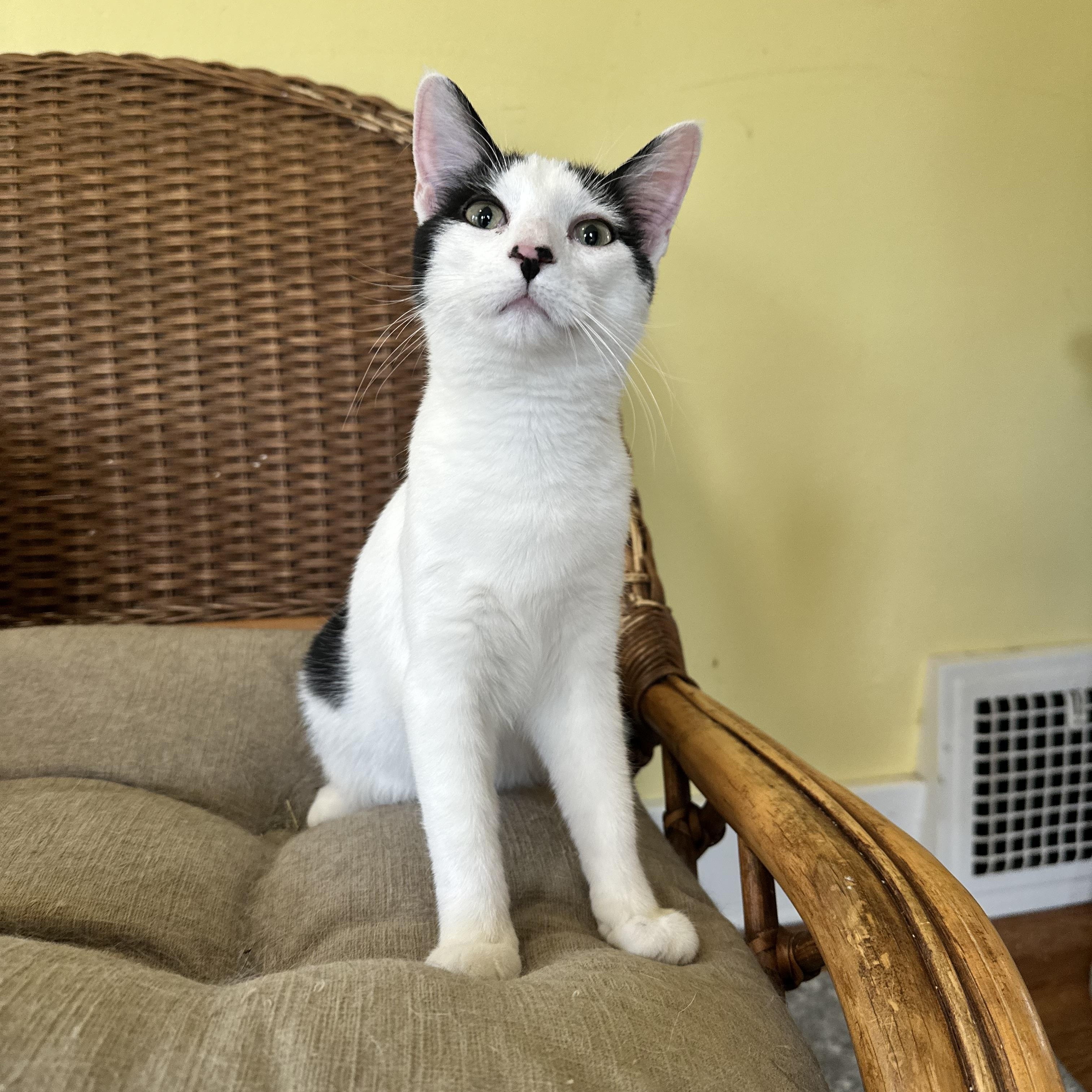 Enlarge Finch, an adopted Domestic Short Hair in Hermitage, PA image 2/5