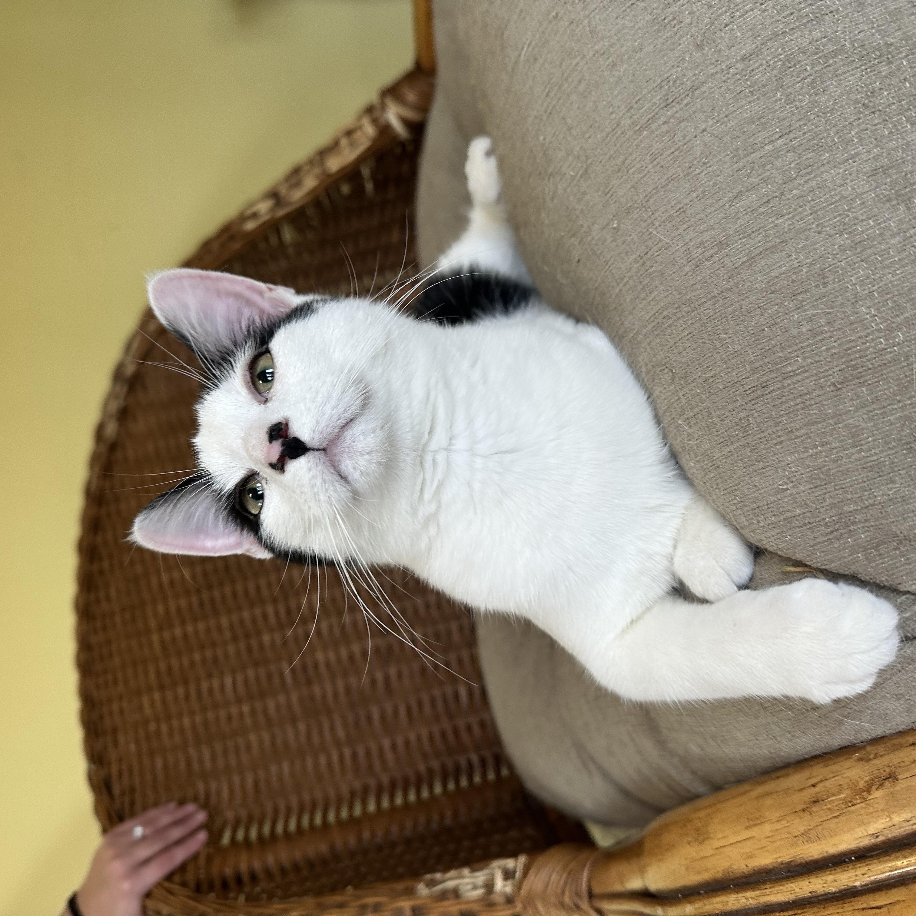 Enlarge Finch, an adopted Domestic Short Hair in Hermitage, PA image 3/5