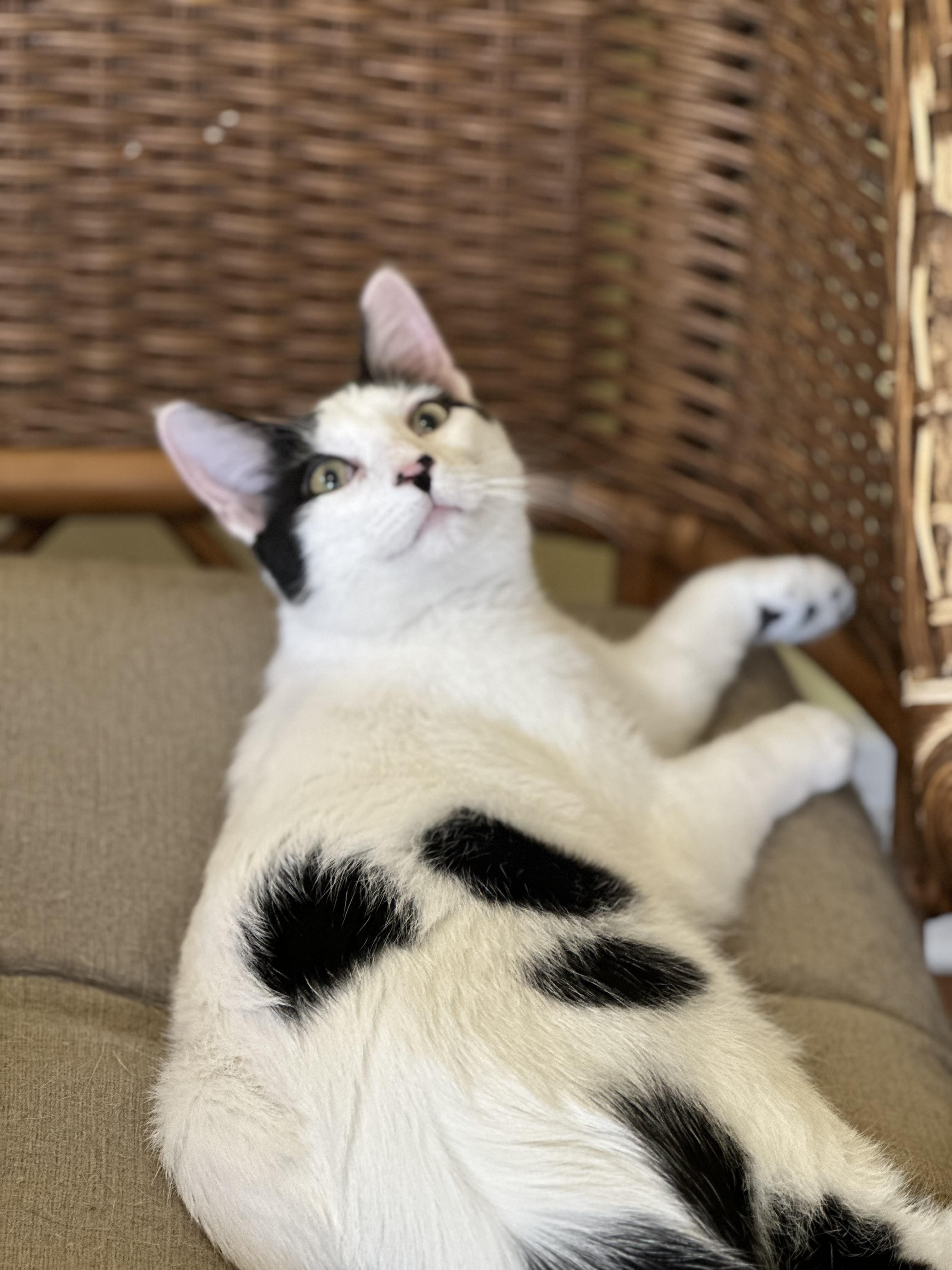 Enlarge Finch, an adopted Domestic Short Hair in Hermitage, PA image 4/5