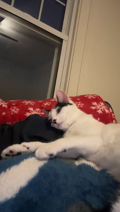 Enlarge Finch, an adopted Domestic Short Hair in Hermitage, PA video 5/5