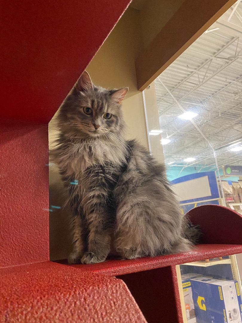 Cindy Lou, adopted, Adult Female Domestic Long Hair.