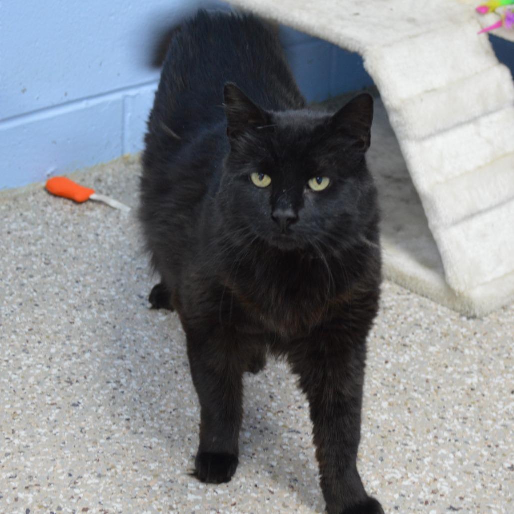 Lulu, Adoptable, Senior Female Domestic Medium Hair.