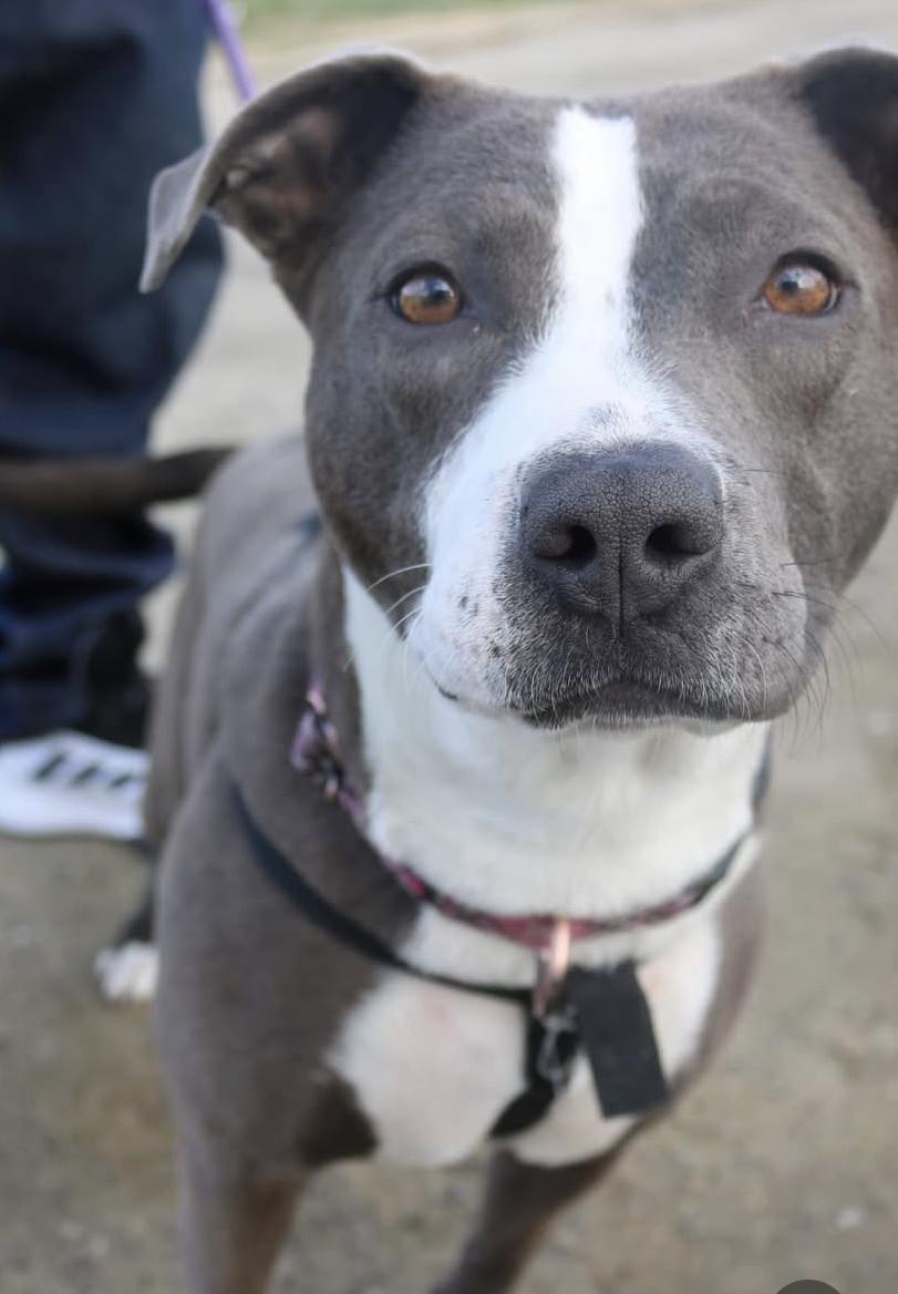 Fiona, Young Female Pit Bull Terrier