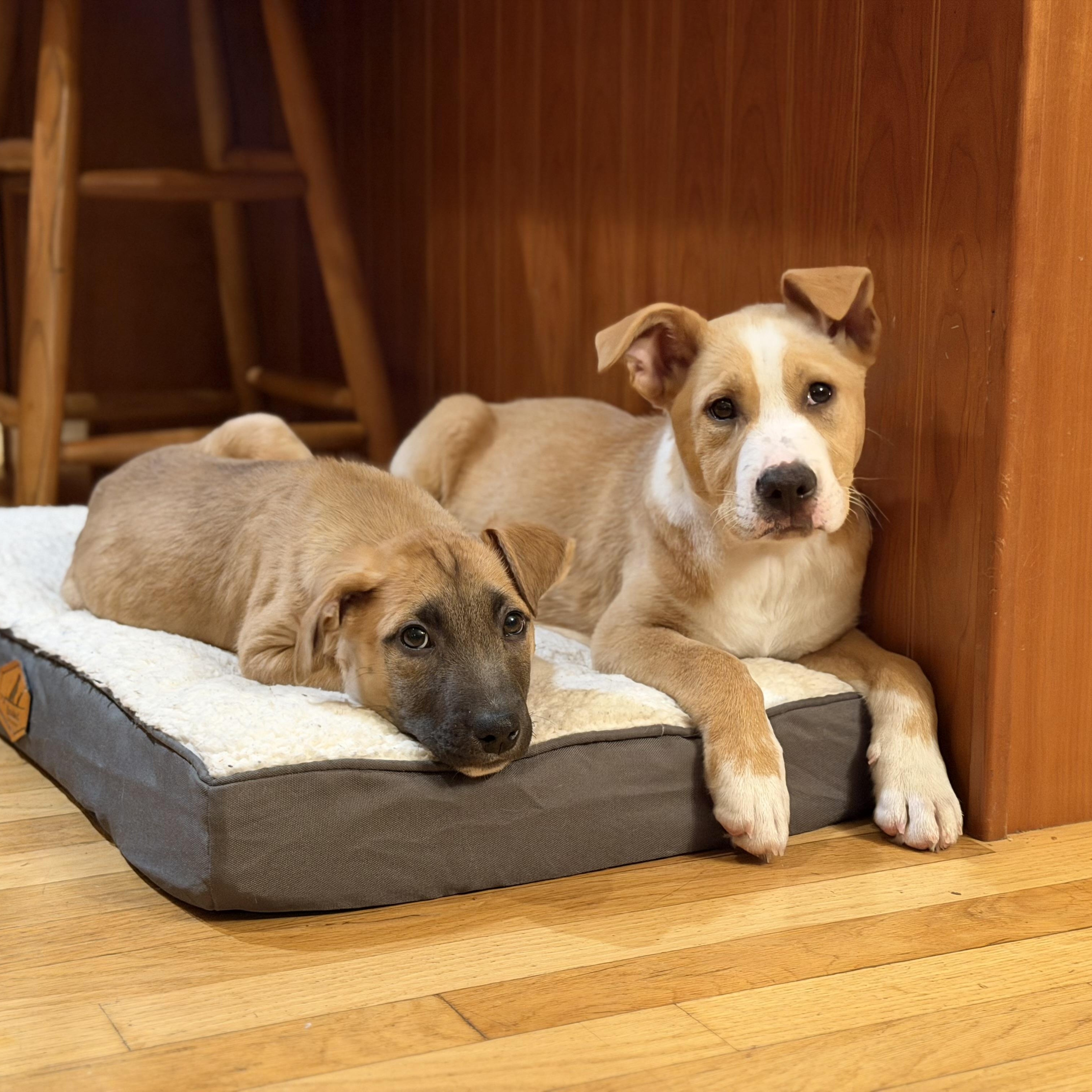 Enlarge Grady, an adopted Mixed Breed in Yaphank, NY image 6/6