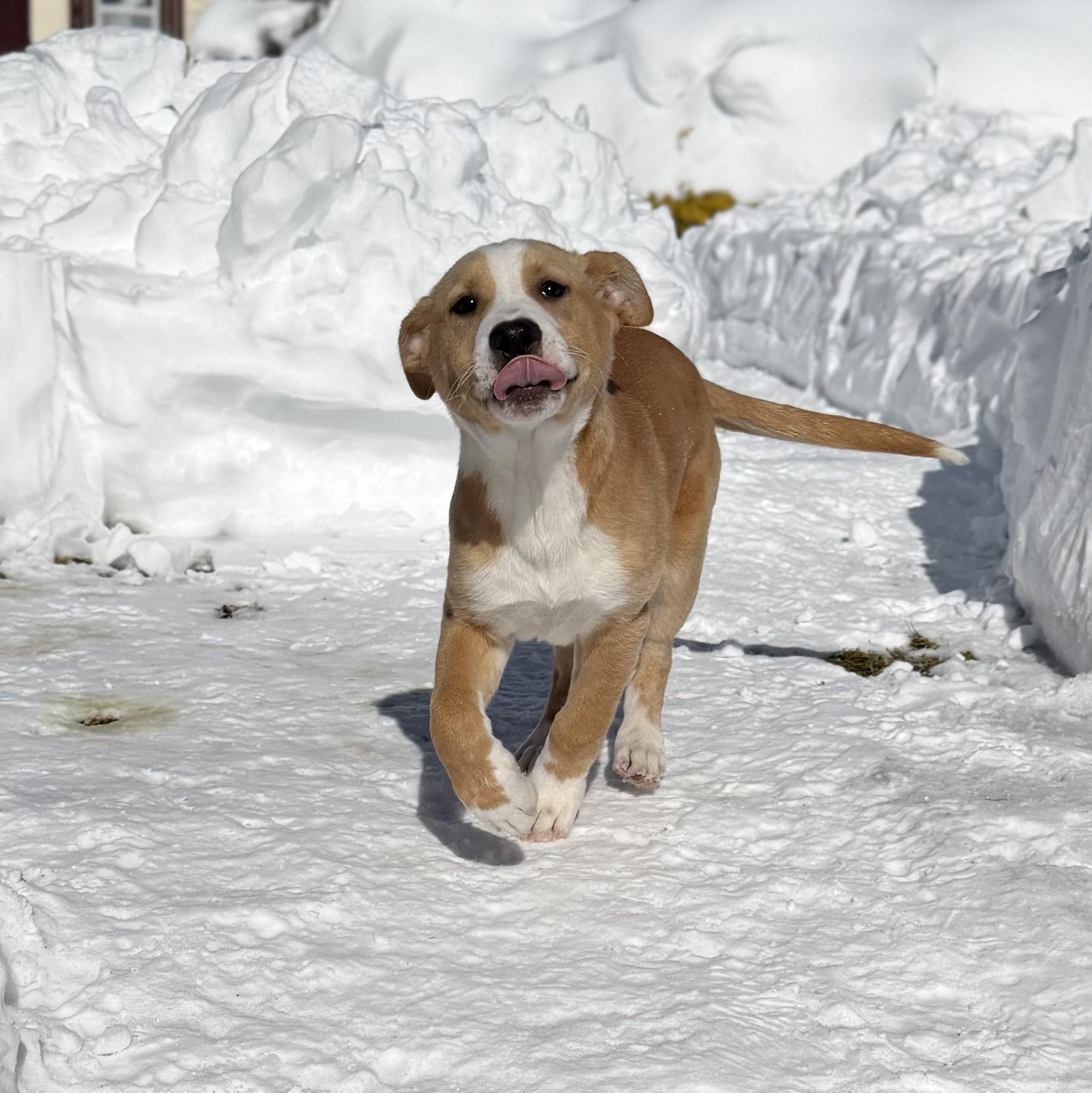 Enlarge Grady, an adopted Mixed Breed in Yaphank, NY image 5/6