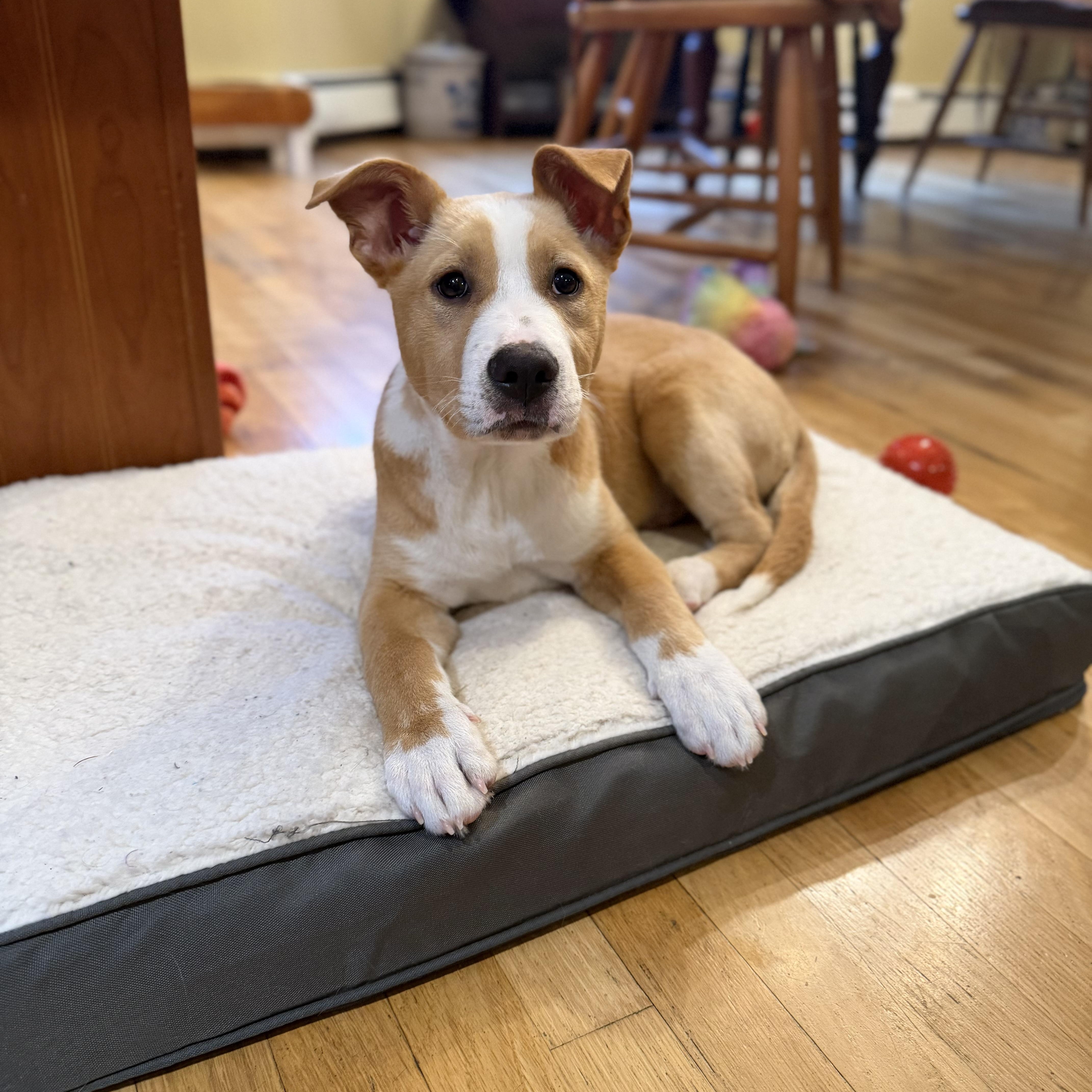 Enlarge Grady, an adopted Mixed Breed in Yaphank, NY image 1/6