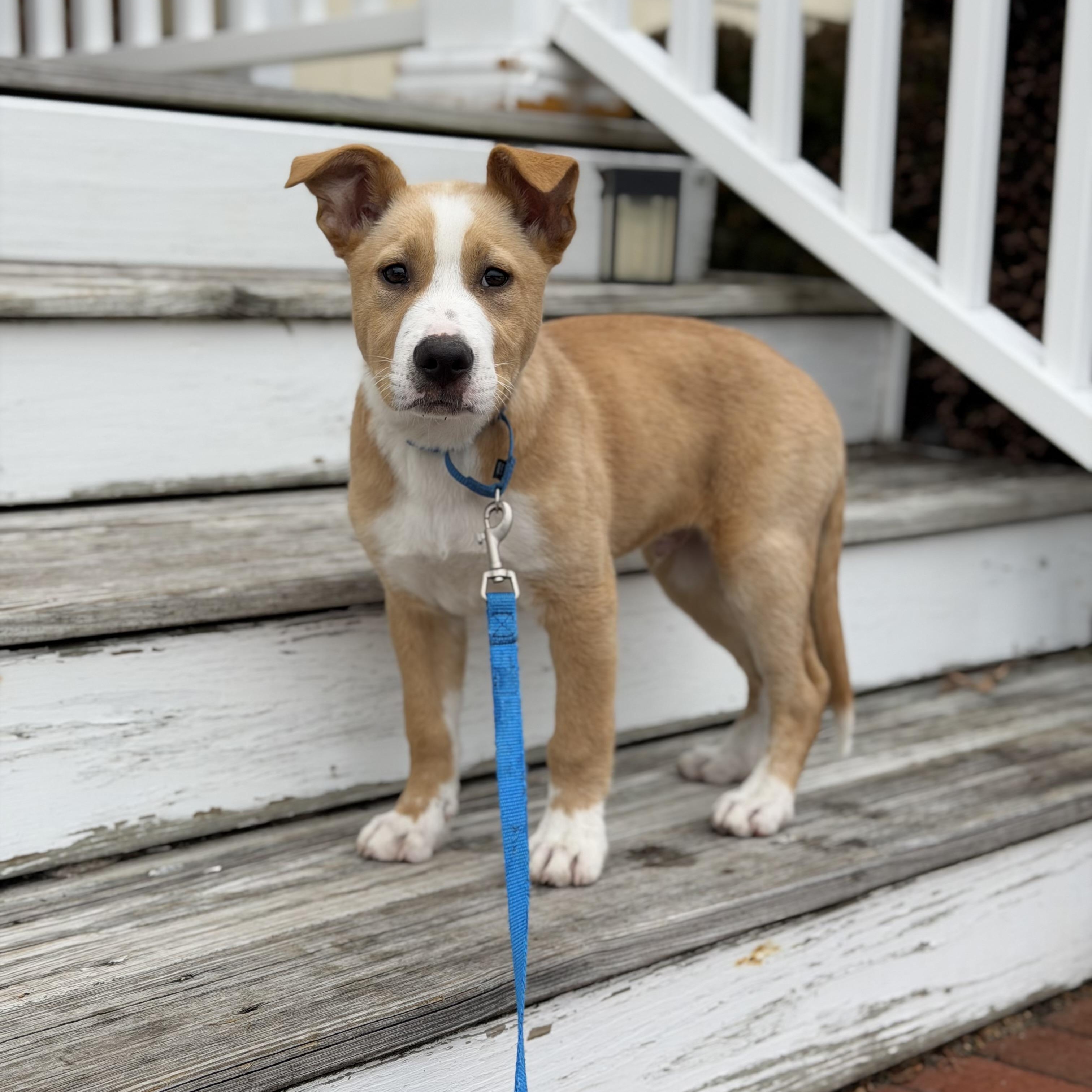 Enlarge Grady, an adopted Mixed Breed in Yaphank, NY image 2/6