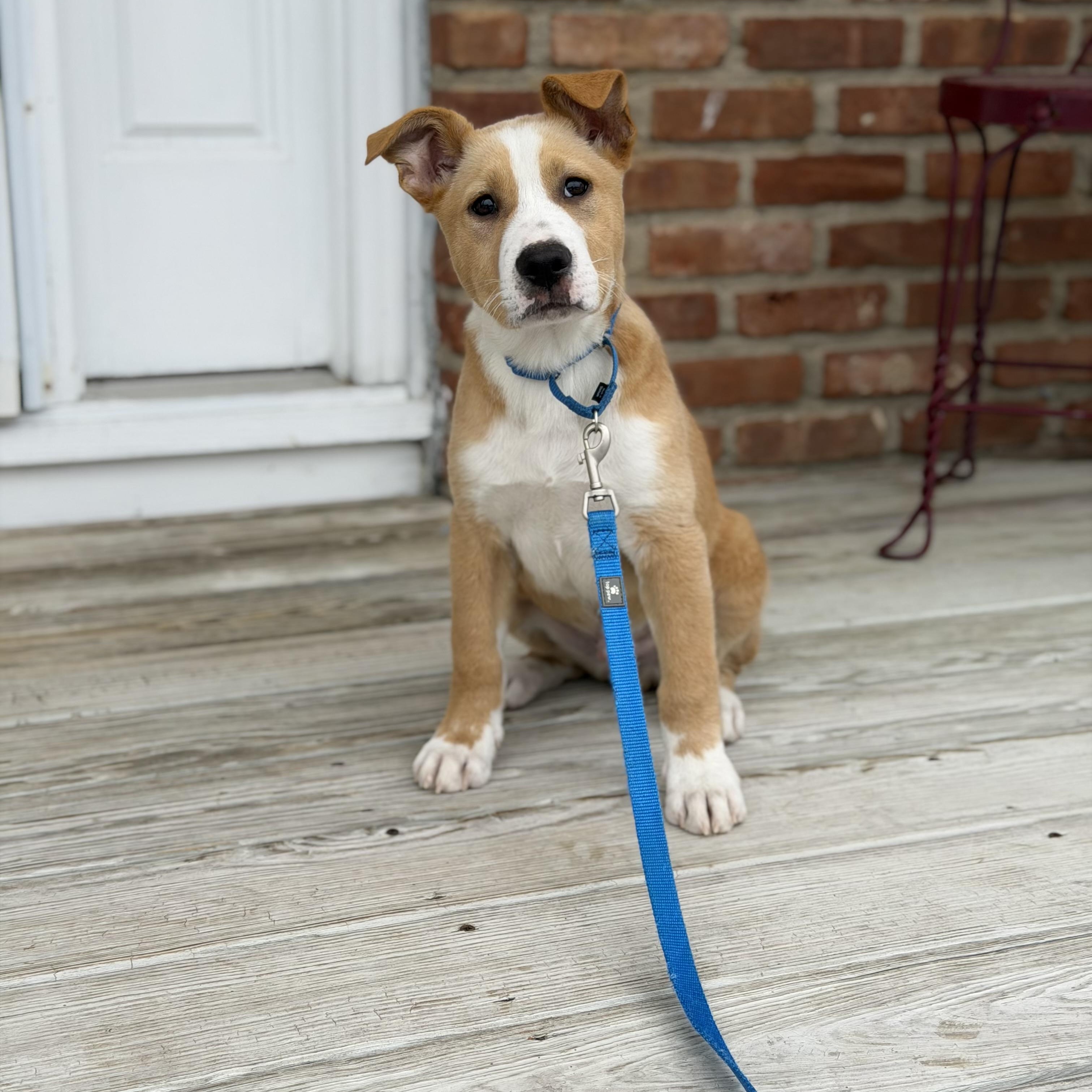 Enlarge Grady, an adopted Mixed Breed in Yaphank, NY image 4/6