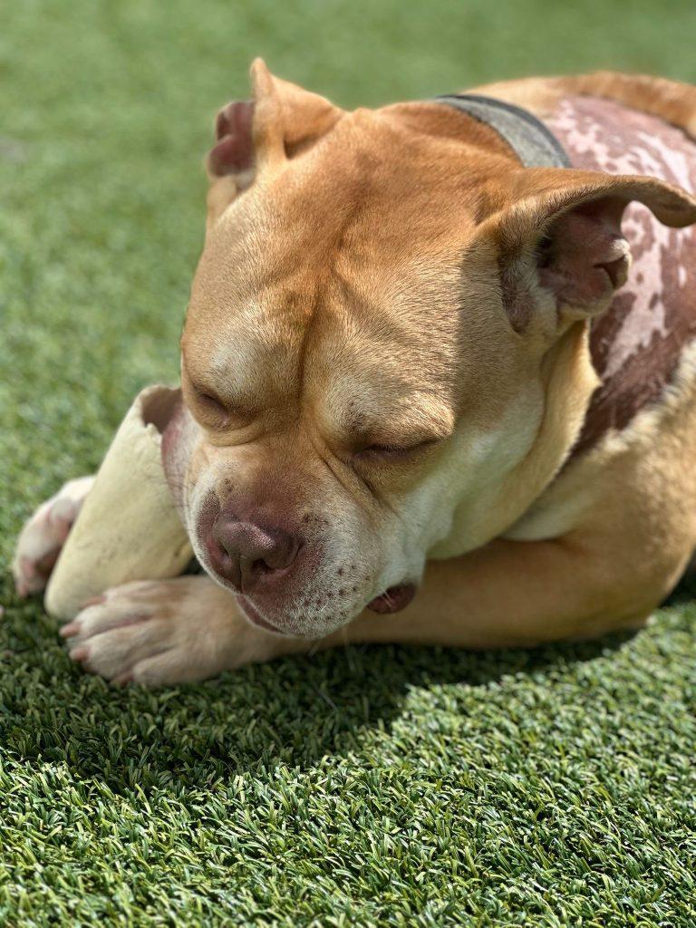 Esteban Your New Best Friend, a Adoptable mixed breed in Glen Head, NY image 2/6