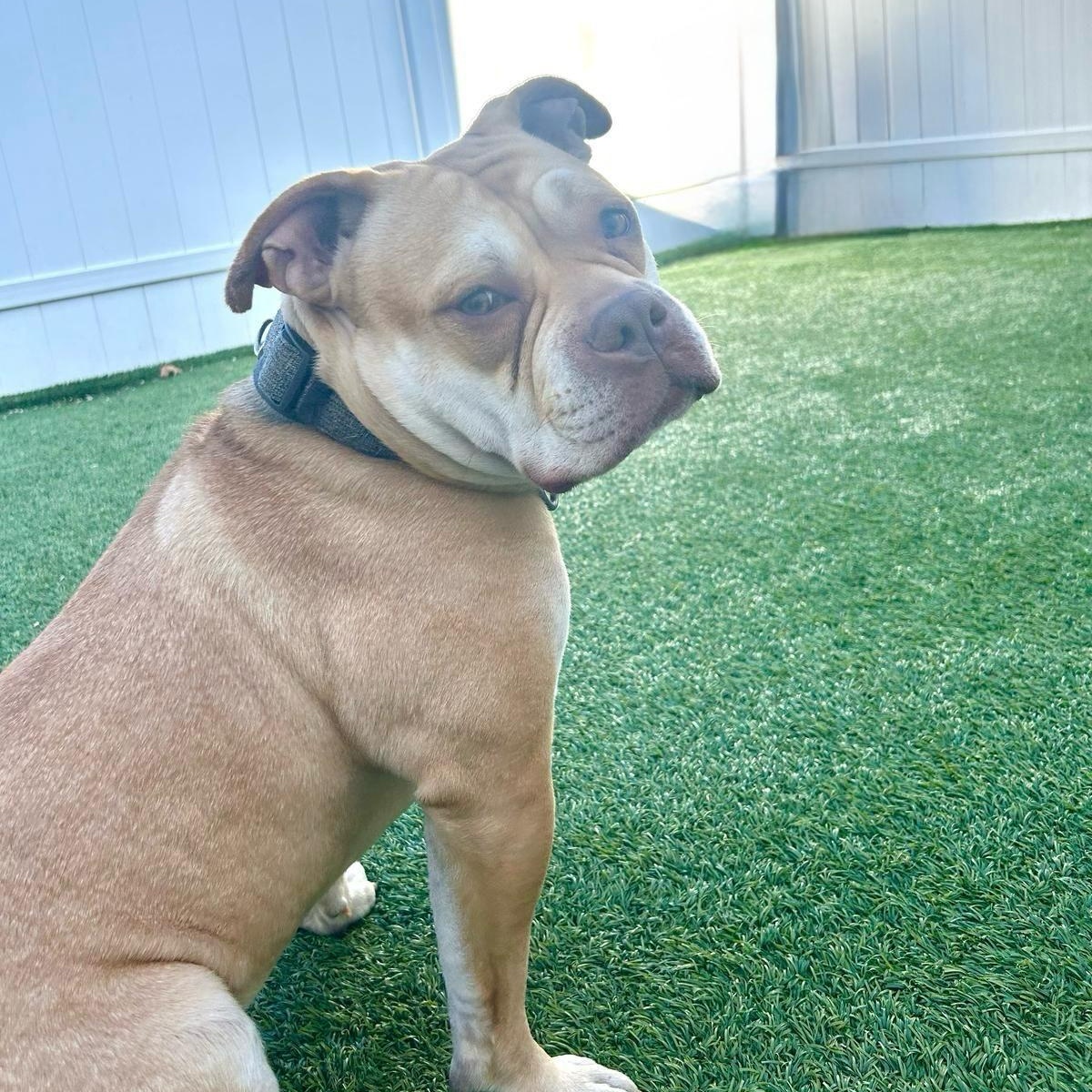 Esteban Your New Best Friend, a Adoptable mixed breed in Glen Head, NY image 4/6