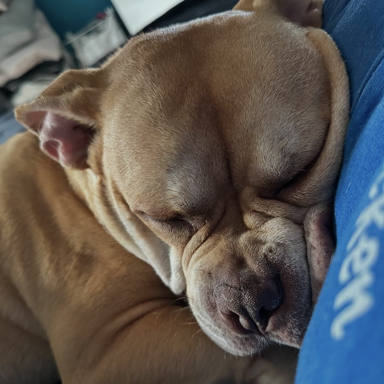 Esteban Your New Best Friend, a Adoptable mixed breed in Glen Head, NY image 6/6