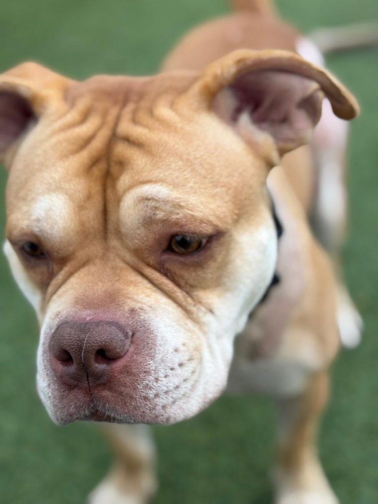 Esteban Your New Best Friend, a Adoptable mixed breed in Glen Head, NY image 3/6