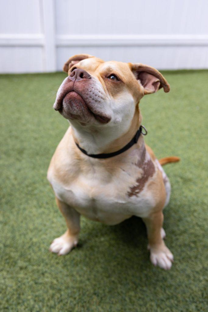 Esteban Your New Best Friend, a Adoptable mixed breed in Glen Head, NY image 1/6