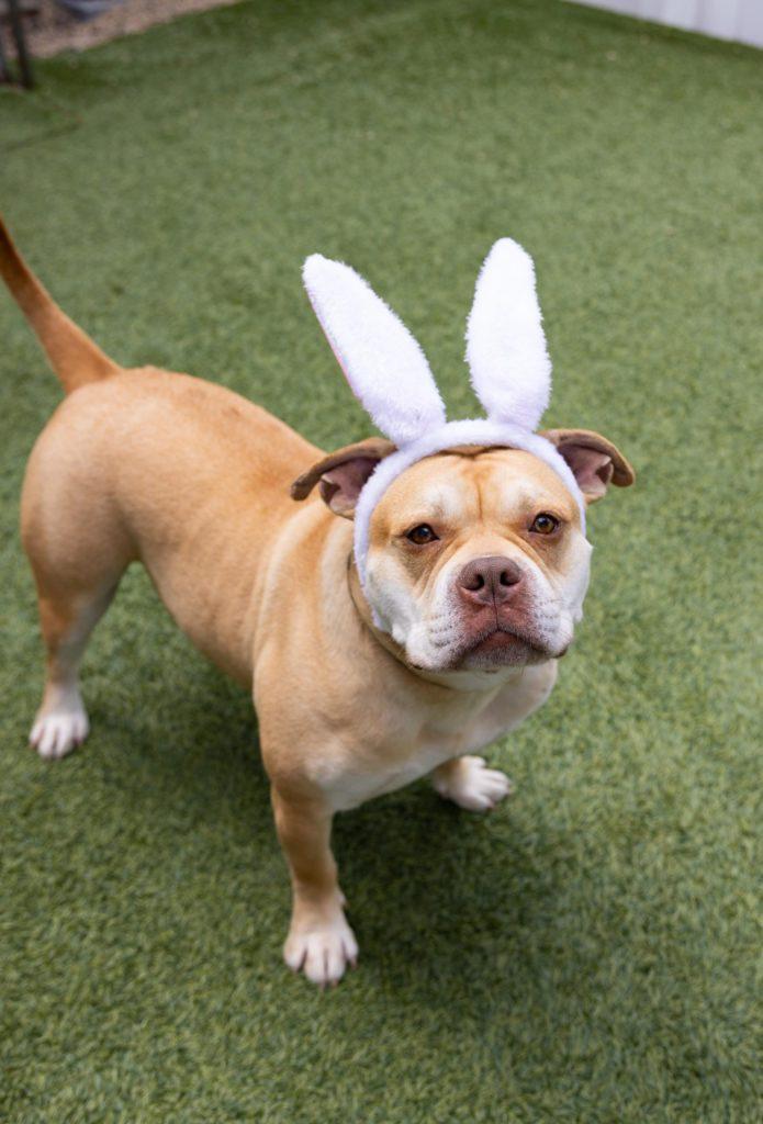 Esteban Your New Best Friend, a Adoptable mixed breed in Glen Head, NY image 5/6