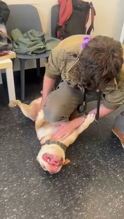 Enlarge Esteban Your New Best Friend, a Adoptable mixed breed in Glen Head, NY video 5/6